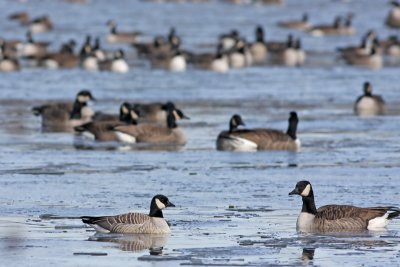 Interesting pale goose and Canada Goose