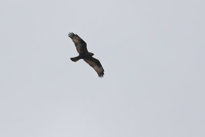 Rough-legged Hawk