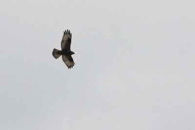 Rough-legged Hawk