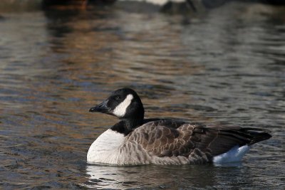 Lesser Canada Goose
