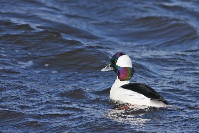 Bufflehead