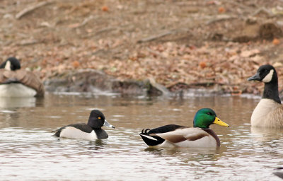 Ring-necked Duck