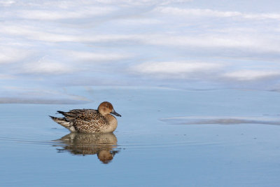 Northern Pintail