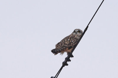 Short-eared Owl