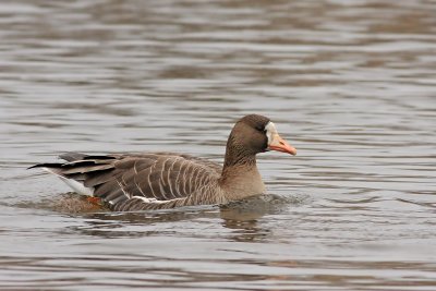 Greater White-fronted Goose