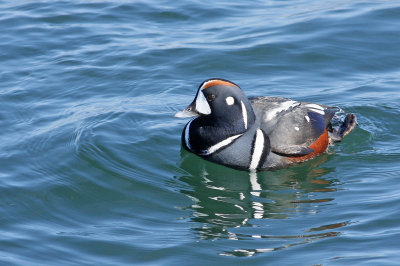 Harlequin Duck