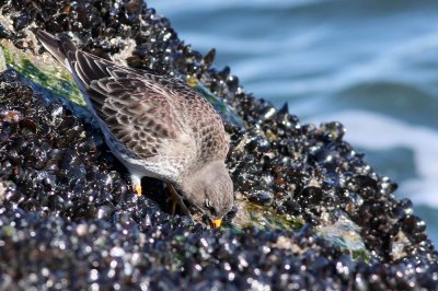 Purple Sandpiper