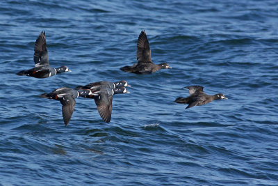 Harlequin Ducks