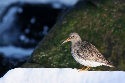 Purple Sandpiper