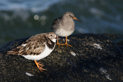 Ruddy Turnstone and Purple Sandpiper