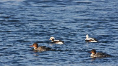 Red-breasted Mergansers and Oldsquaws
