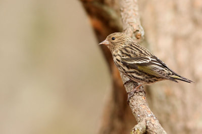 Pine Siskin