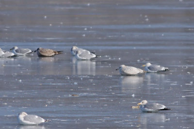 Glaucous X Herring Gull Hybrid