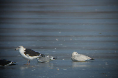 Glaucous X Herring Gull Hybrid