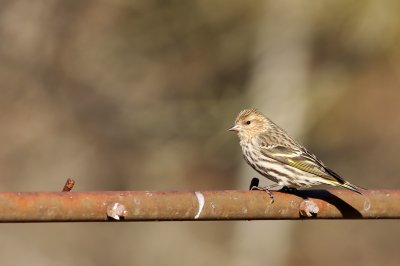 Pine Siskin