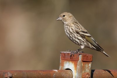 Pine Siskin