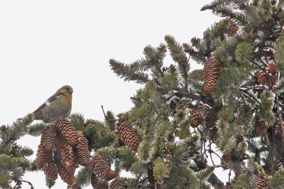 White-winged Crossbill
