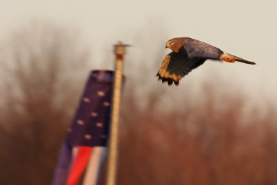 Northern Harrier