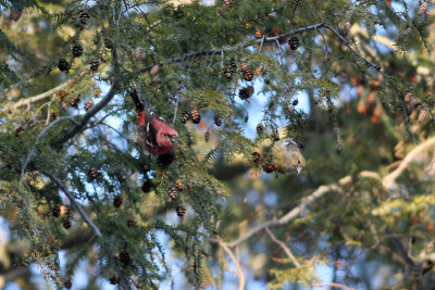 White-winged Crossbills