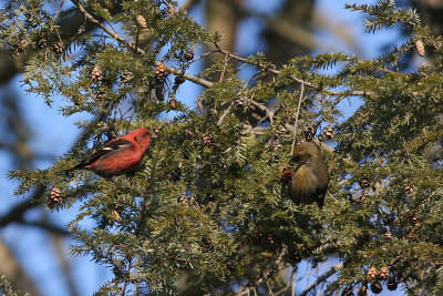 White-winged Crossbill