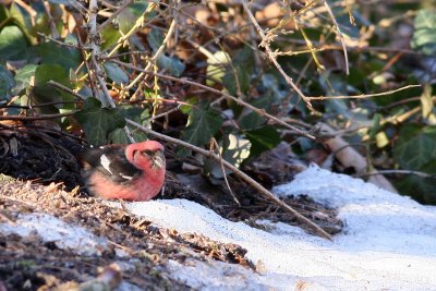 White-winged Crossbill