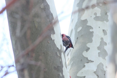 White-winged Crossbill