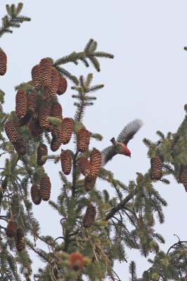 White-winged Crossbill