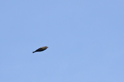 White-winged Crossbill (Female)