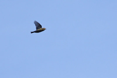 1.IMG_0691.JPG