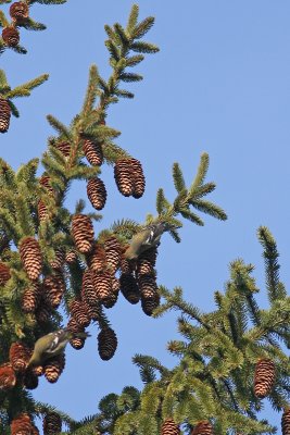 1.IMG_0797.JPG