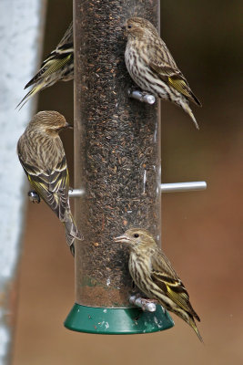 Pine Siskins