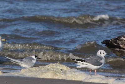 Forster's Tern, Bonaparte's Gull