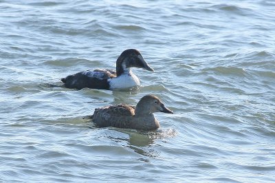 Male Common and female King Eiders.