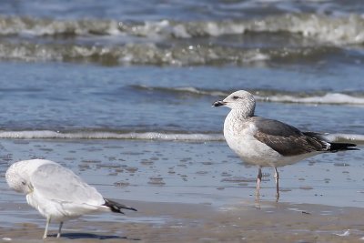 Lesser Black-backed Gull