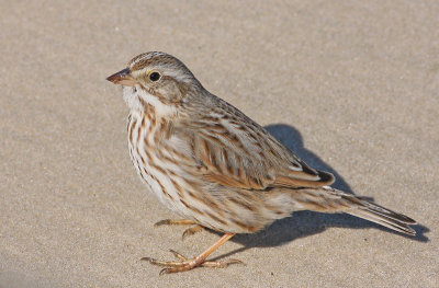 Ipswich Savannah Sparrow