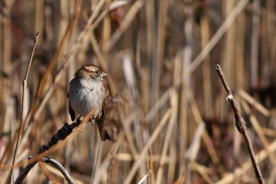 White-throated Sparrow