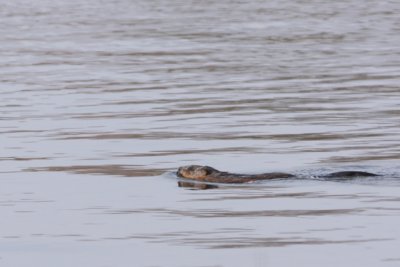 Muskrat