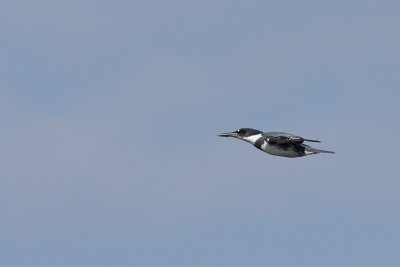 Belted Kingfisher