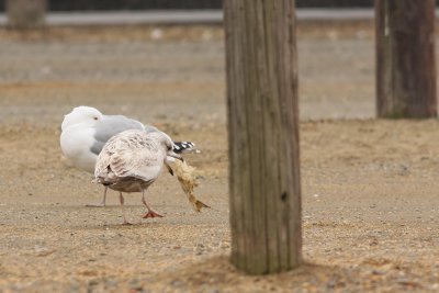 Herring Gull
