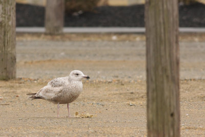 Herring Gull