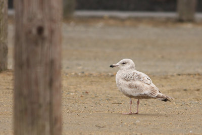 Herring Gull