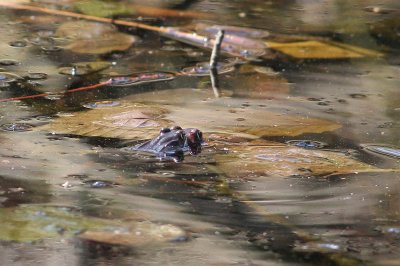 Wood Frogs mating