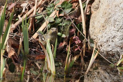 White-winged Crossbill