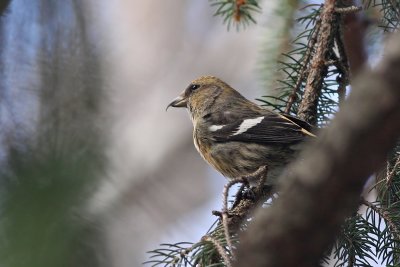 1.IMG_1642.JPG