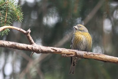 White-winged Crossbill