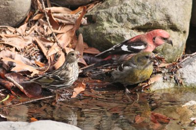 Pine Siskin, White-winged Crossbills