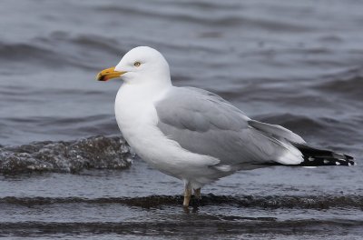 Herring Gull