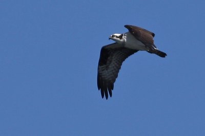 First Osprey of the year