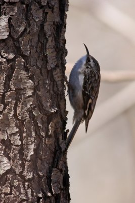 Brown Creeper