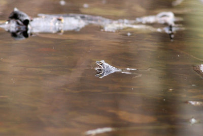 Wood Frog